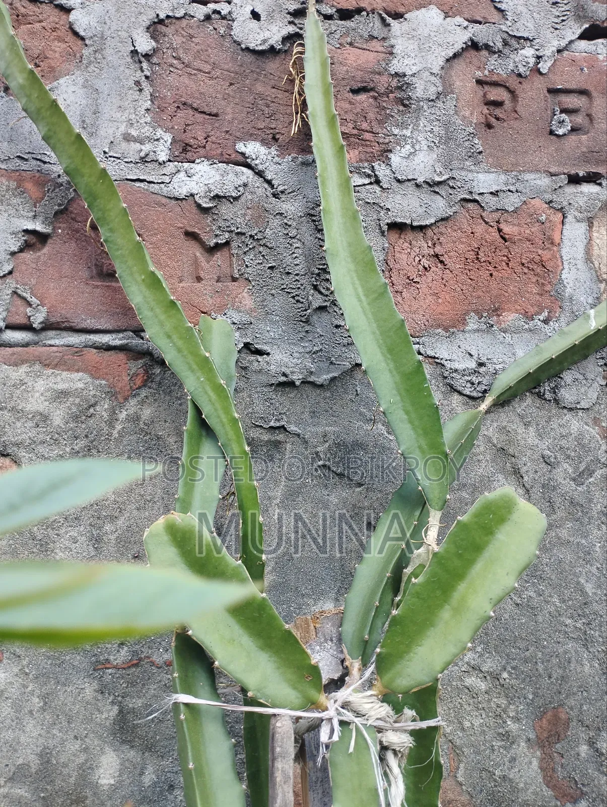 Plants for sale.