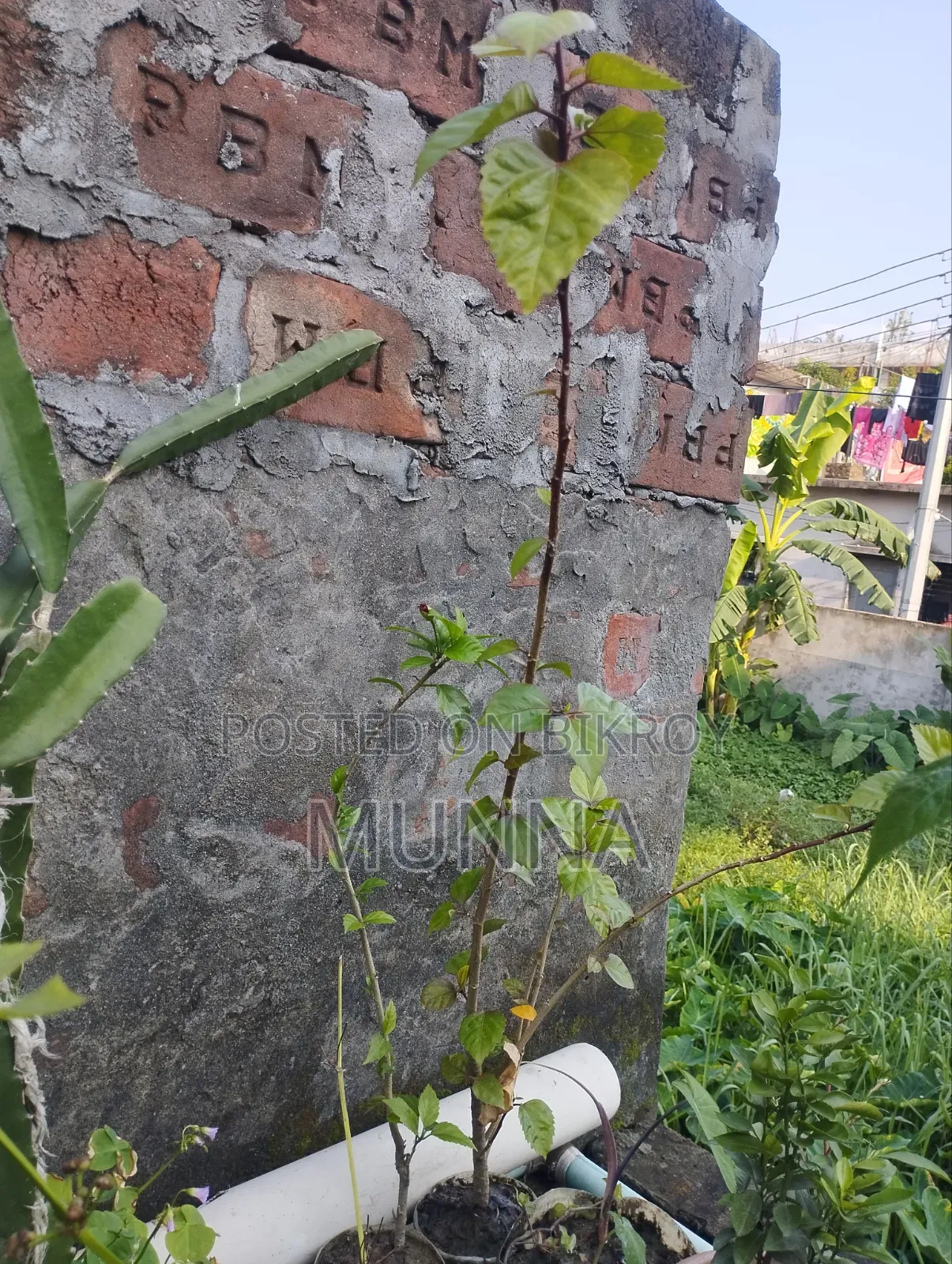 Trees for sale.