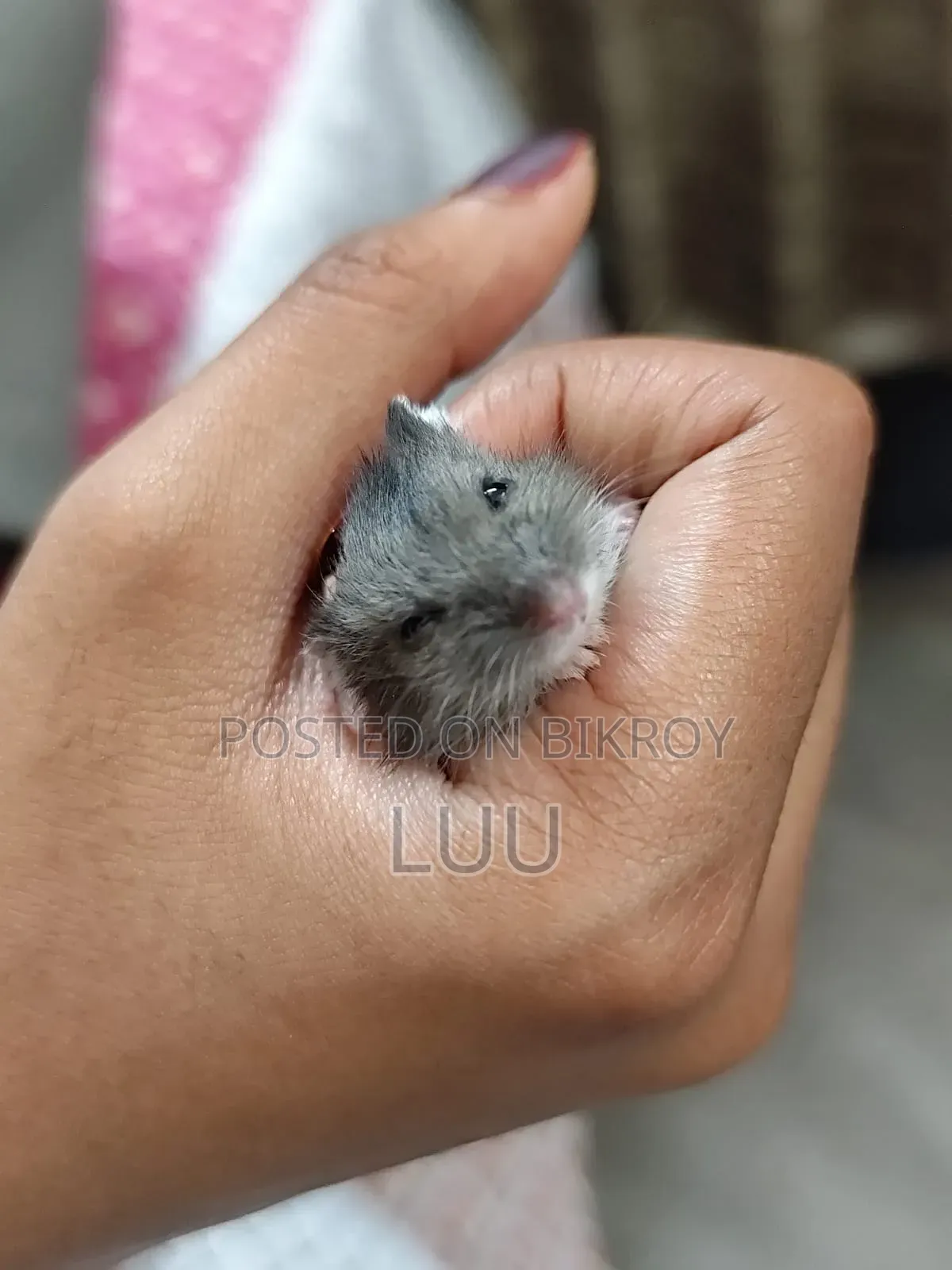 Campbell Dwarf Hamster 3 Weeks