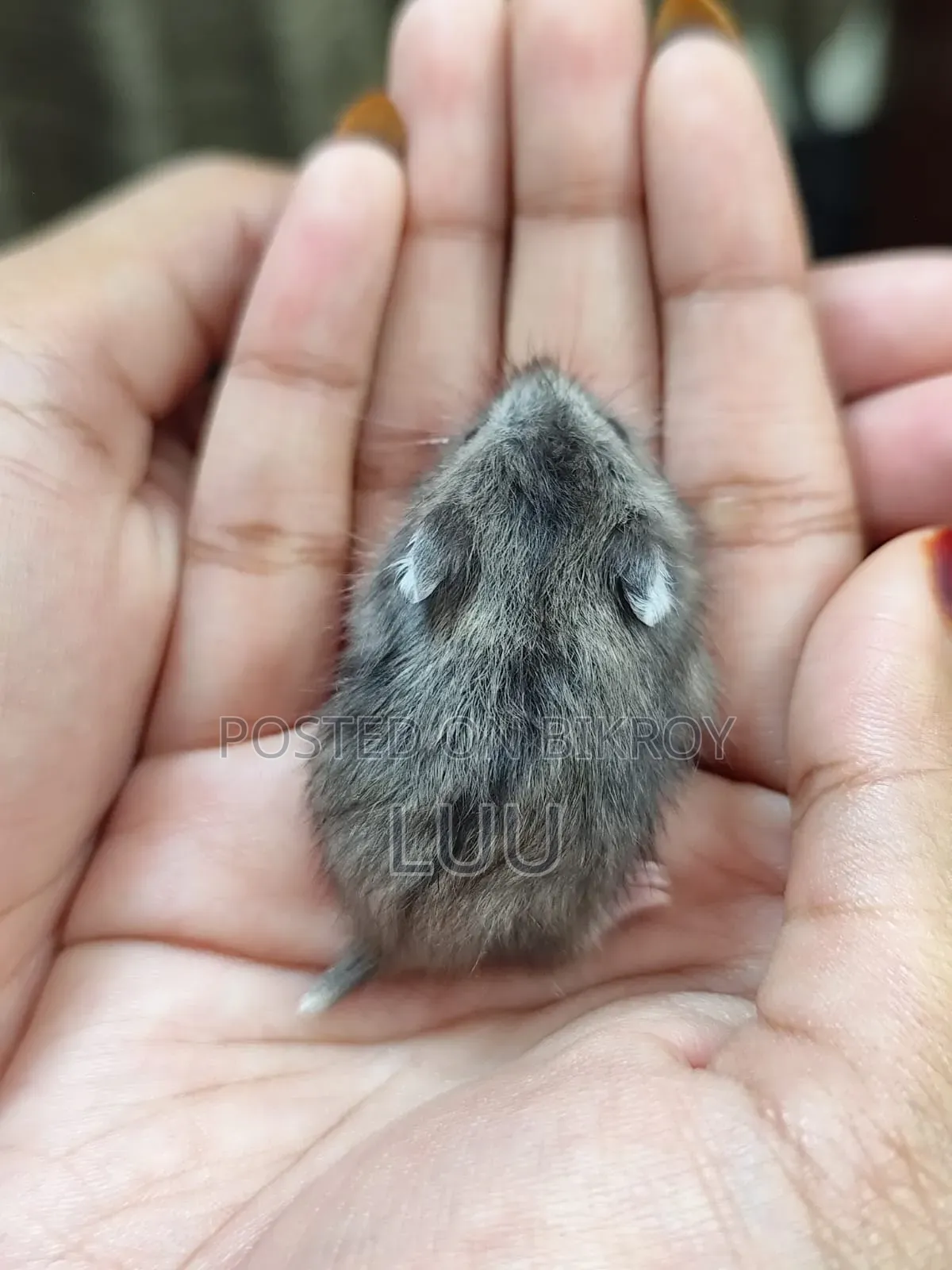 Campbell Dwarf Hamster 3 Weeks