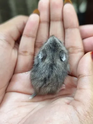 Campbell Dwarf Hamster 3 Weeks