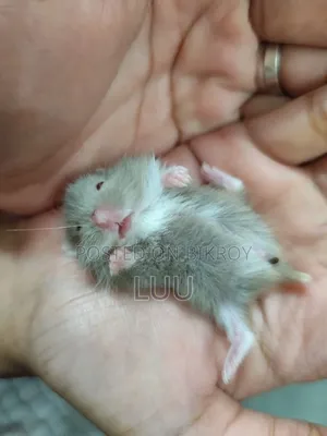 Campbell Dwarf Hamster 3 Weeks