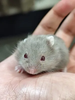 Campbell Dwarf Hamster 3 Weeks