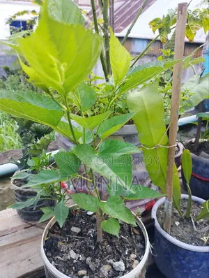 Mulberry Sapling