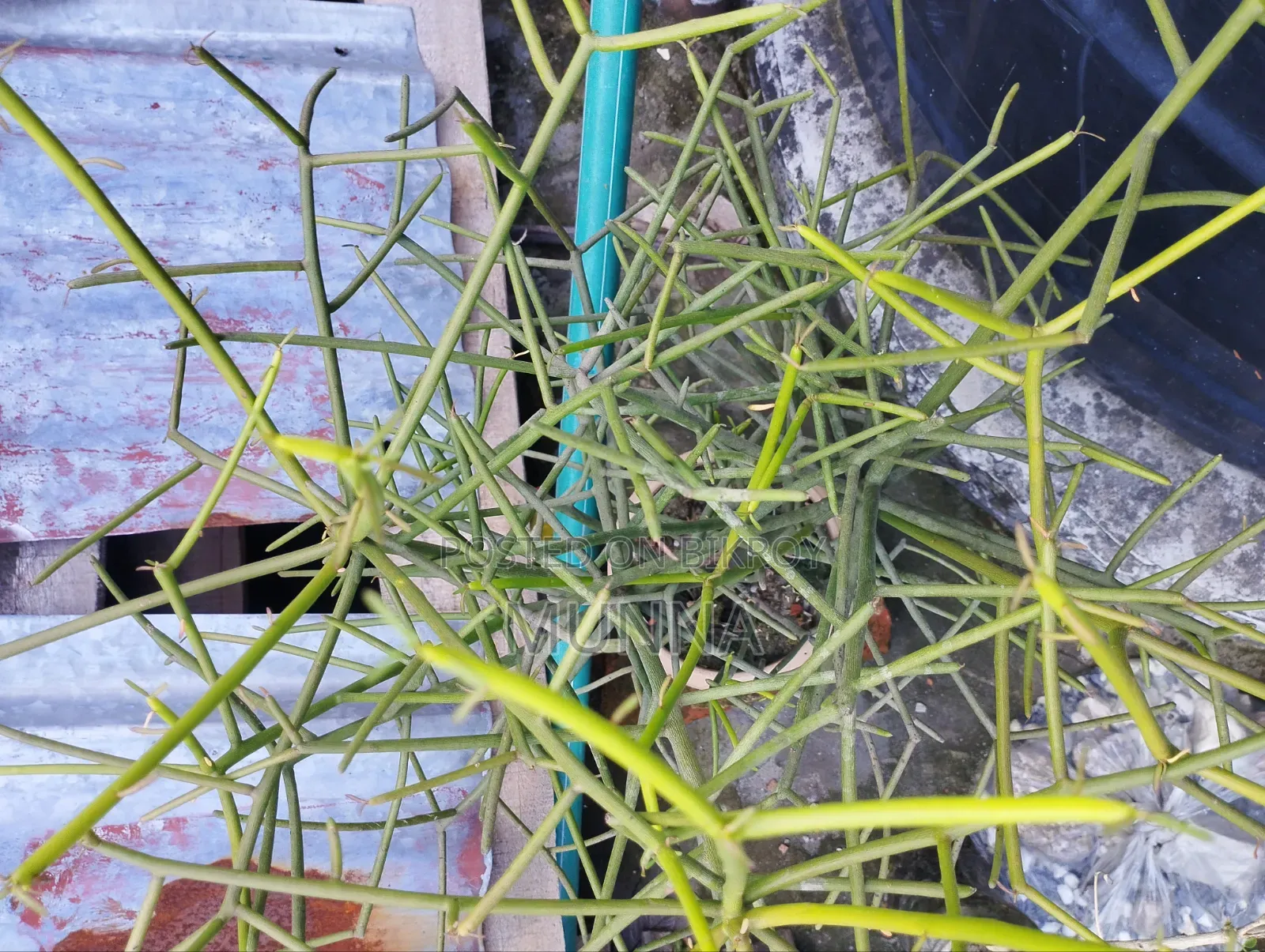 Mulberry Sapling