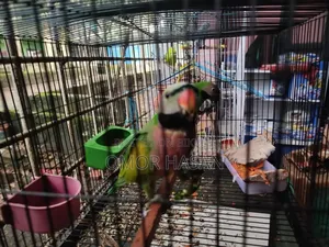 Alexandrine Parakeet
