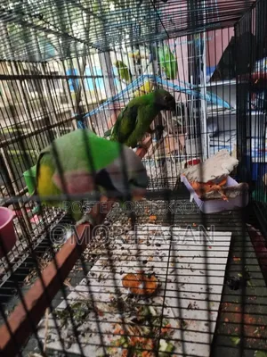 আলেকজান্দ্রাইন প্যারাকিট