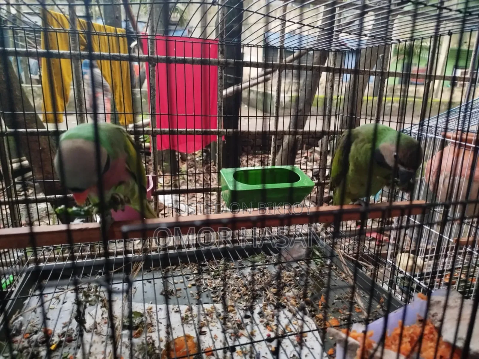 আলেকজান্দ্রাইন প্যারাকিট