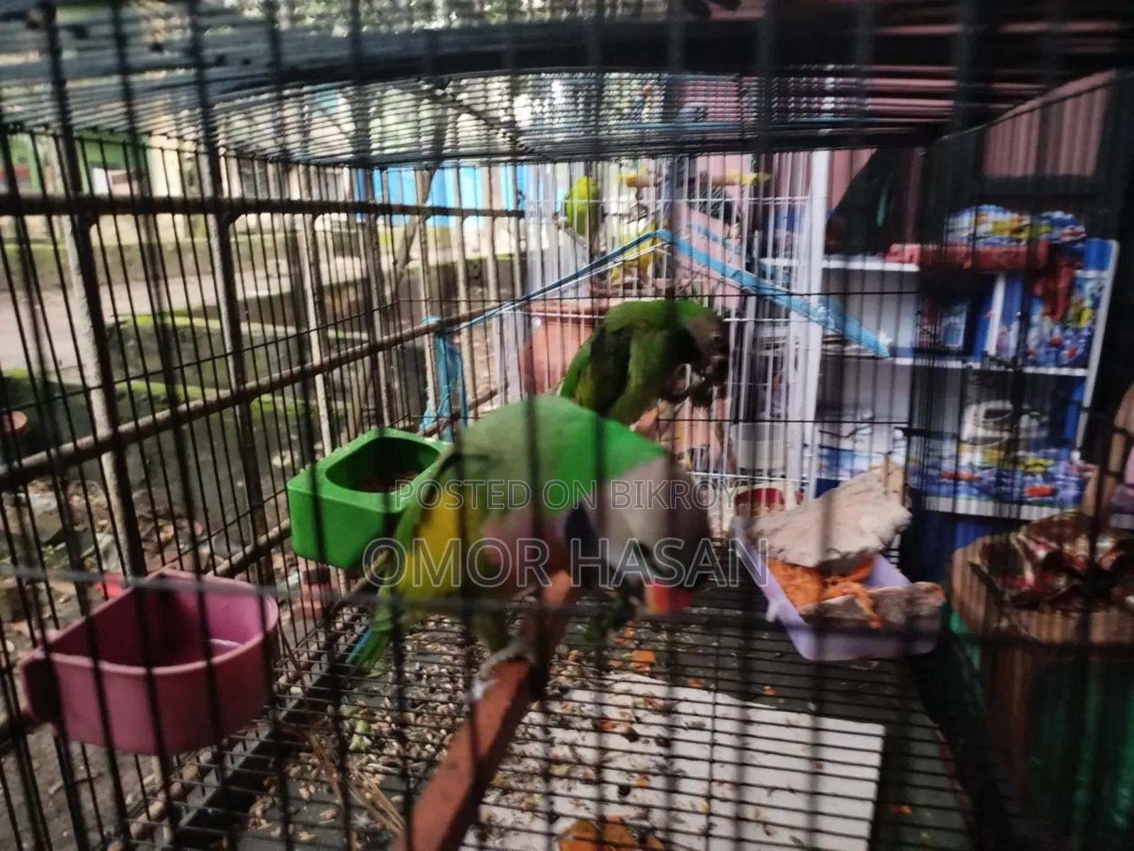 আলেকজান্দ্রাইন প্যারাকিট