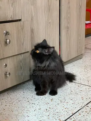 6-12 Months Male Purebred Persian