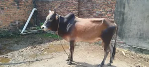 কুরবানি উপলক্ষে সুন্দর গরুটি বিক্রি করা হবে
