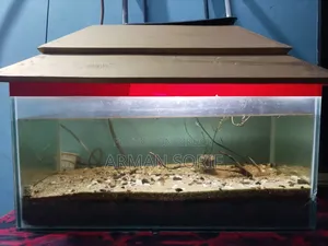 Filter + Aquarium + Air Pump