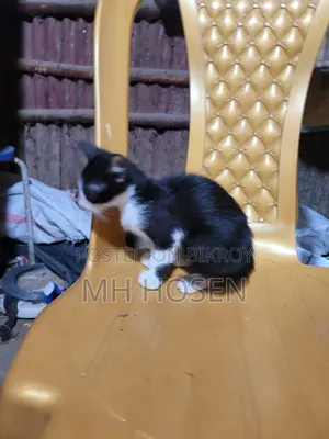 1-3 Months Male Mixed Breed Bengal Kitten