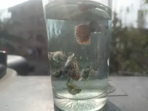 Red Dragon