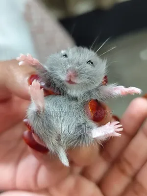 Campbell Dwarf Hamster