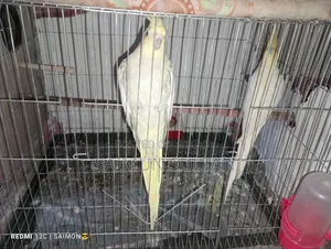 Cockatiel Pair