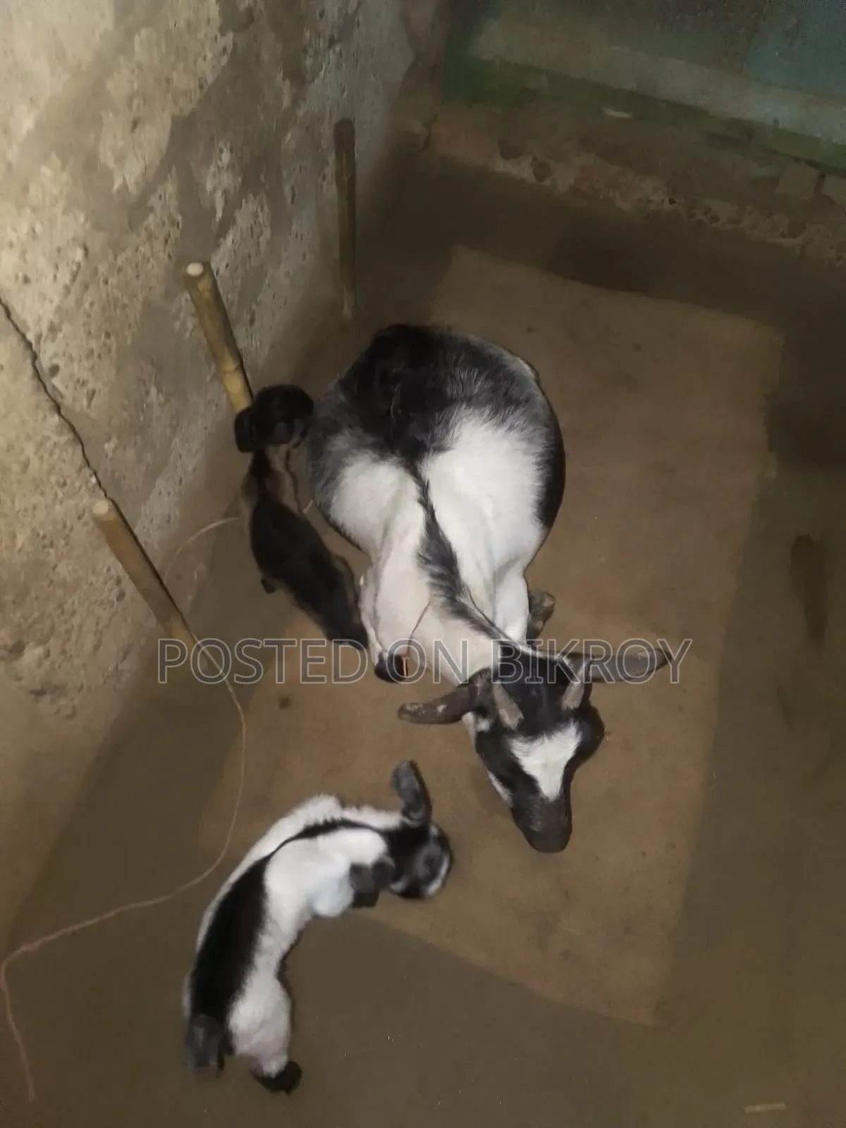 ছাগল বিক্রি হবে