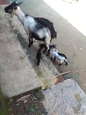 ছাগল বিক্রি হবে
