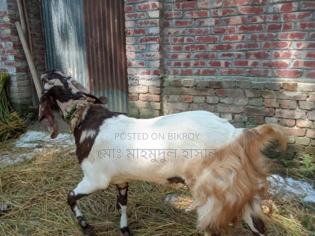 বিক্রি কুরবানির জন্য