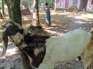 বিক্রি কুরবানির জন্য