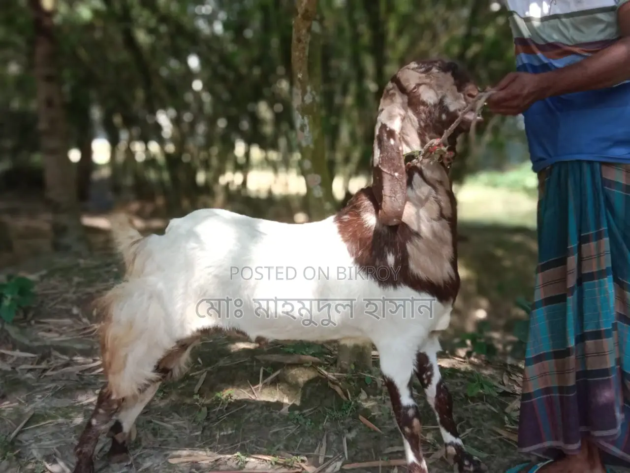 বিক্রি কুরবানির জন্য
