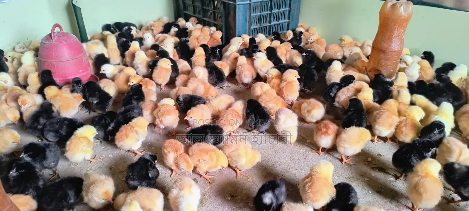 Colorbird Chicks