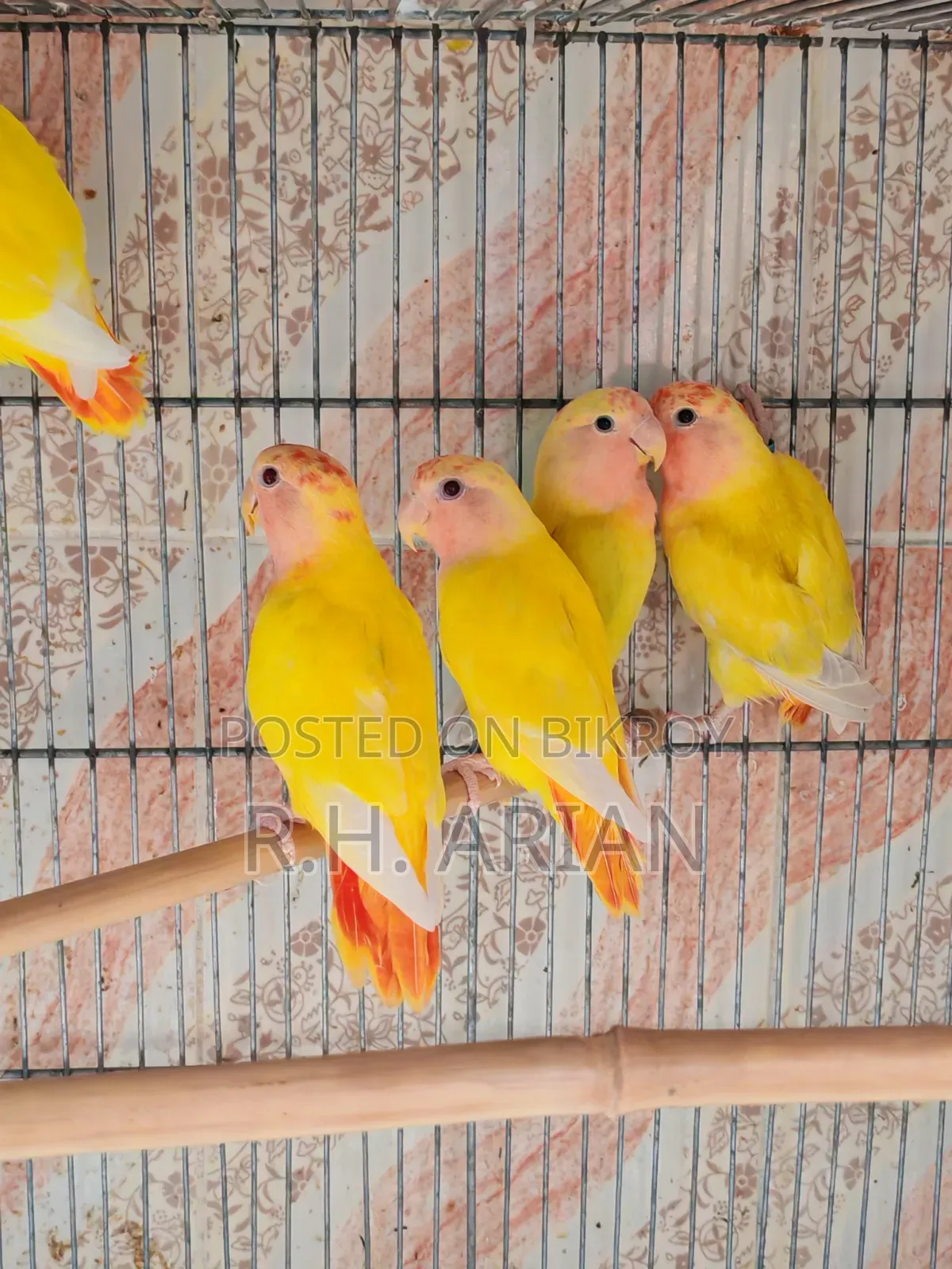 Red Head Opaline Lovebird