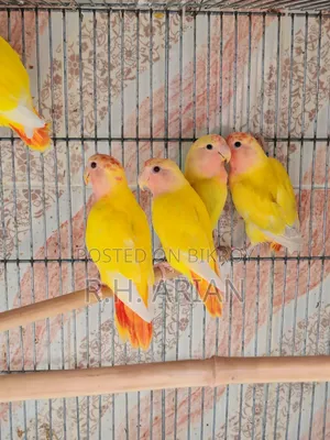 Red Head Opaline Lovebird