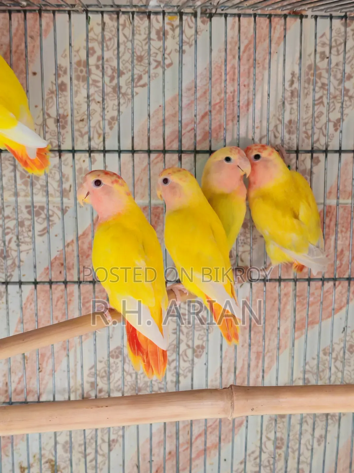Red Head Opaline Lovebird