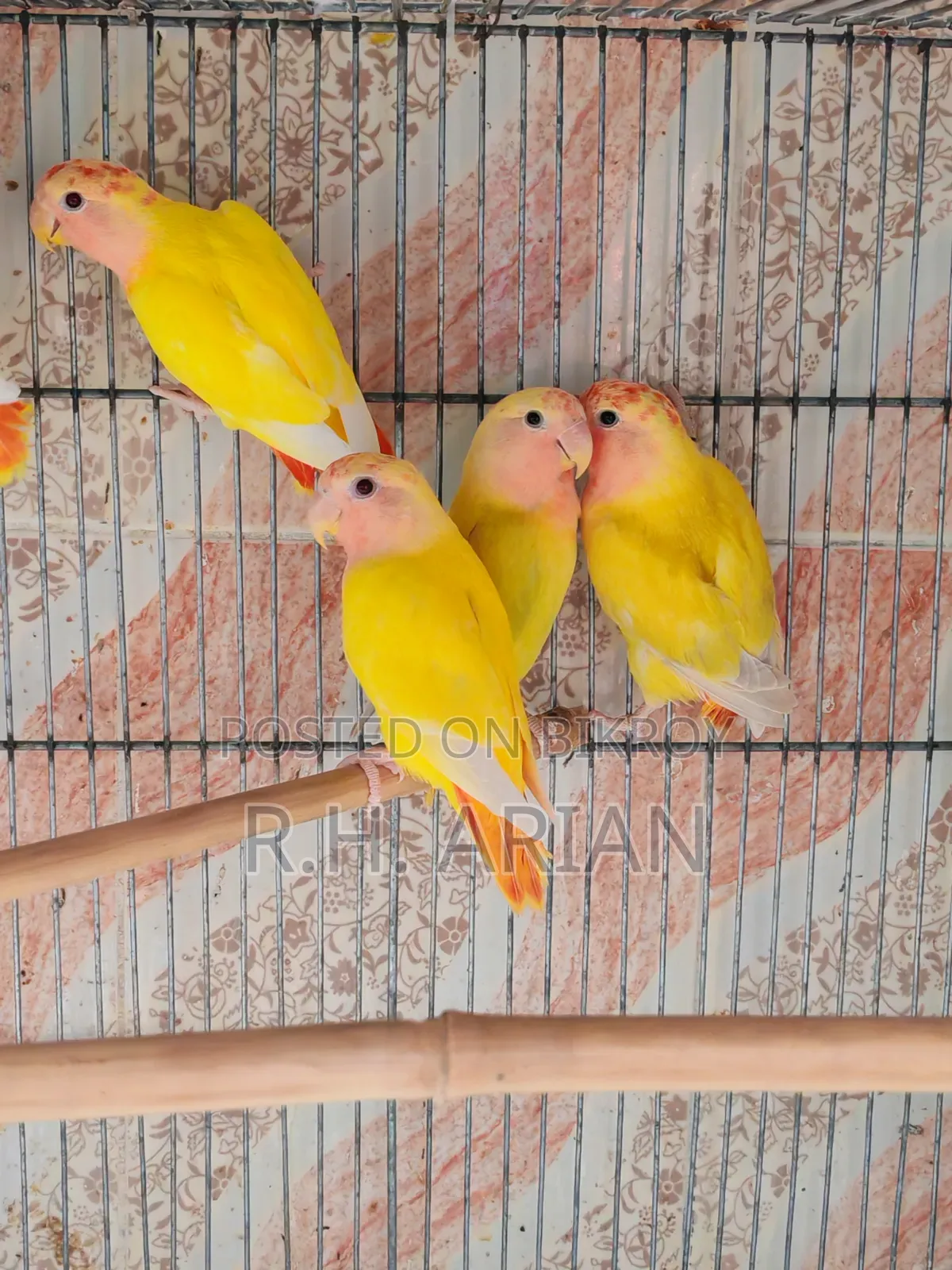 Red Head Opaline Lovebird