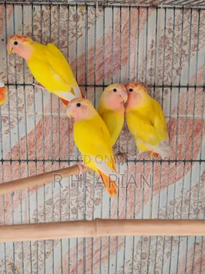 Red Head Opaline Lovebird