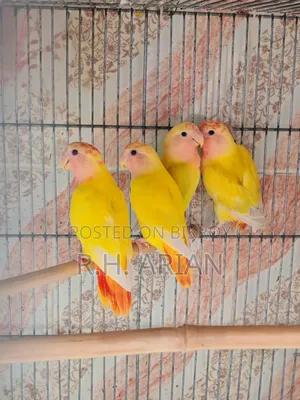 Red Head Opaline Lovebird