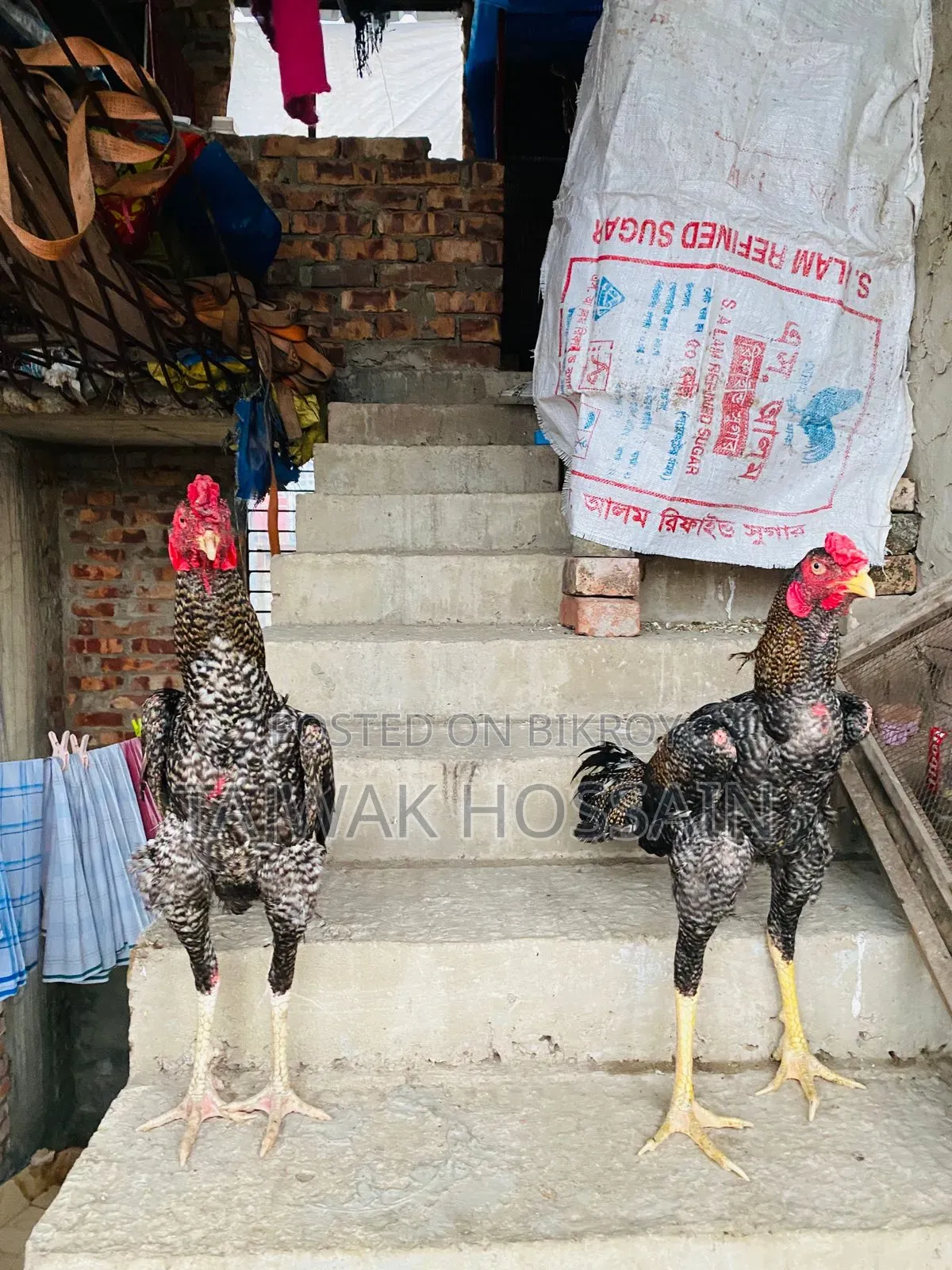 ভালো ব্লাডলাইনের সরাইল