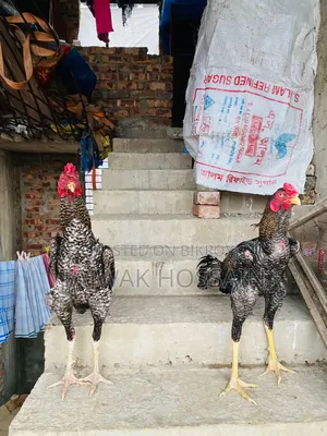ভালো ব্লাডলাইনের সরাইল
