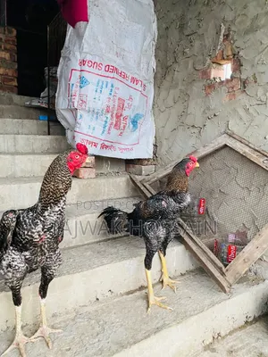 ভালো ব্লাডলাইনের সরাইল