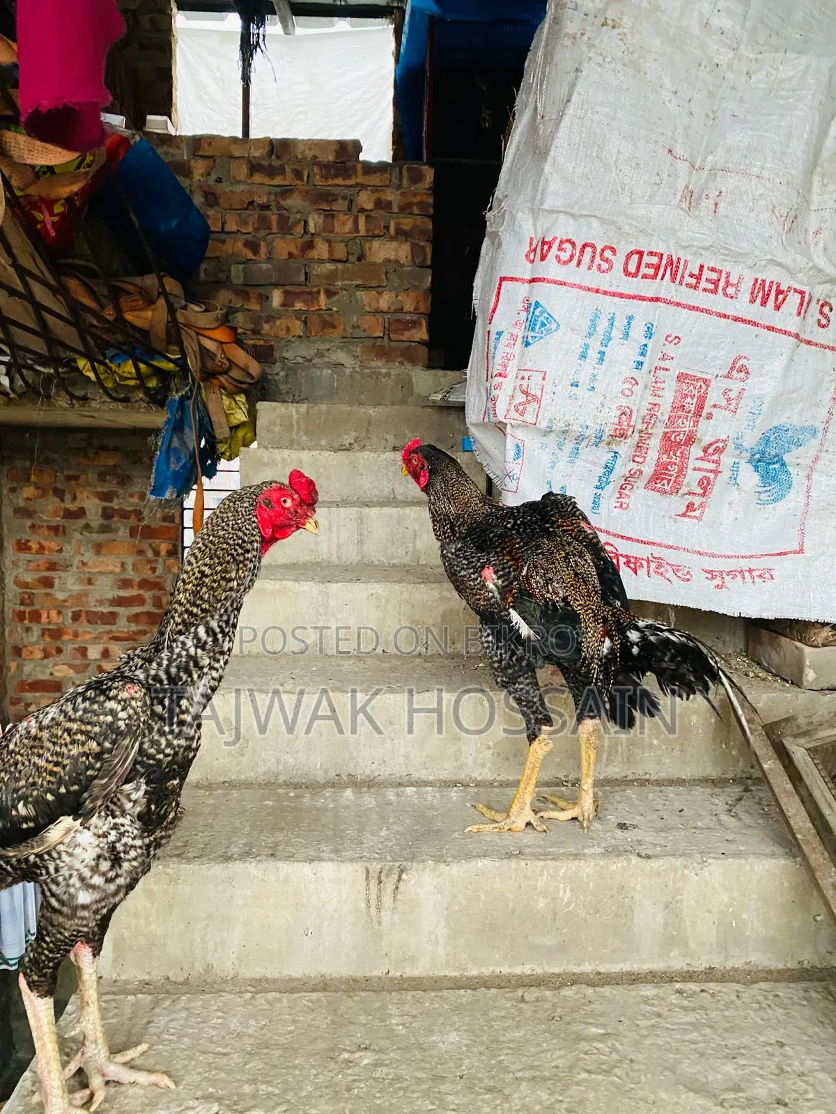 ভালো ব্লাডলাইনের সরাইল