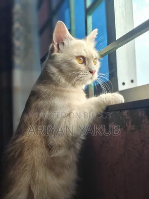 6-12 Months Male Mixed Breed Cat