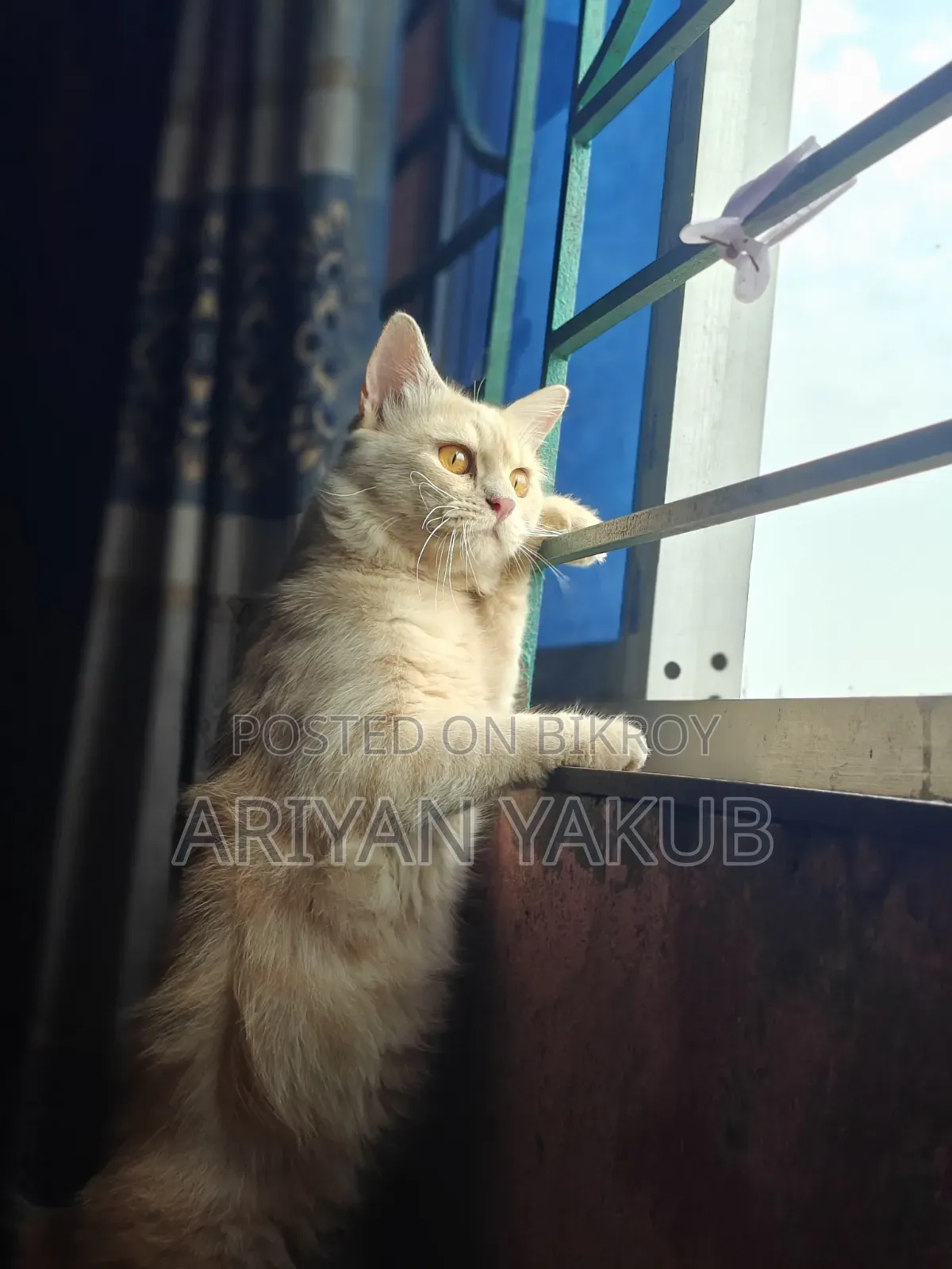 6-12 Months Male Mixed Breed Cat