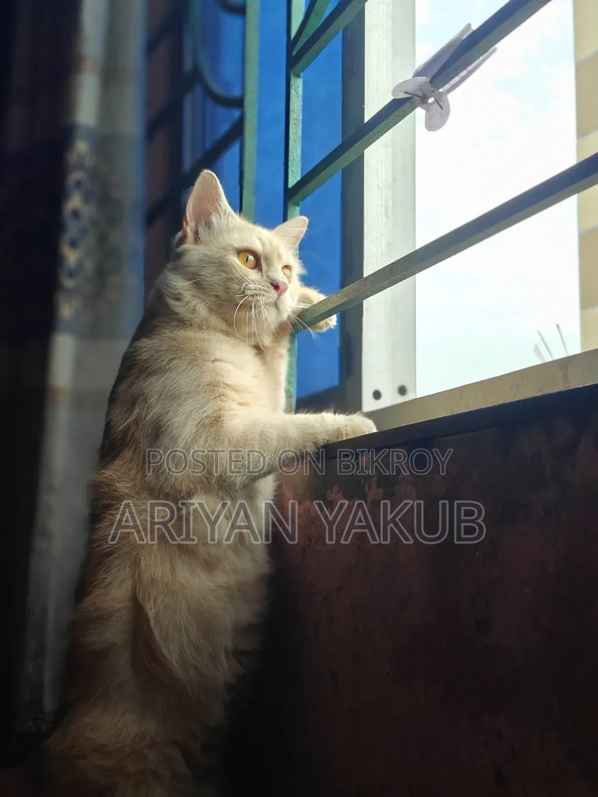 6-12 Months Male Mixed Breed Cat