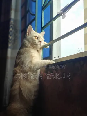 6-12 Months Male Mixed Breed Cat