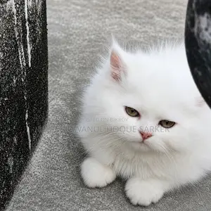3-6 Months Female Purebred Maine Coon
