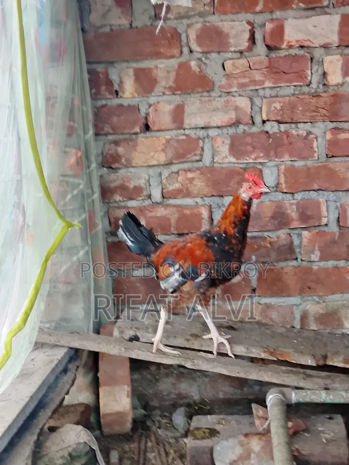 বড় জাতের মোরগ