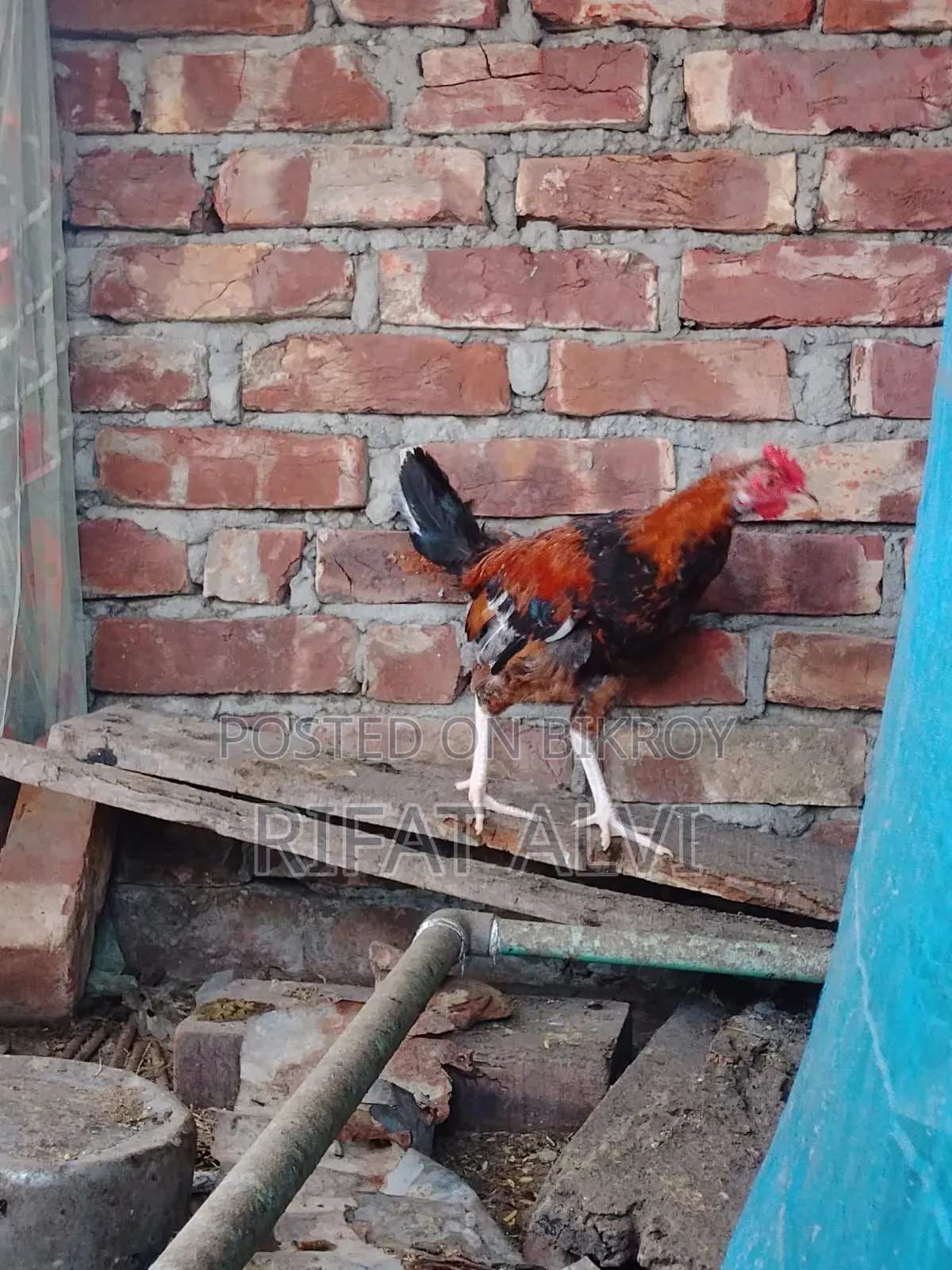 বড় জাতের মোরগ