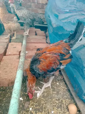 বড় জাতের মোরগ