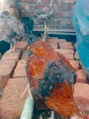 বড় জাতের মোরগ