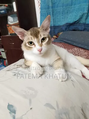 1+ year Female Mixed Breed Cat