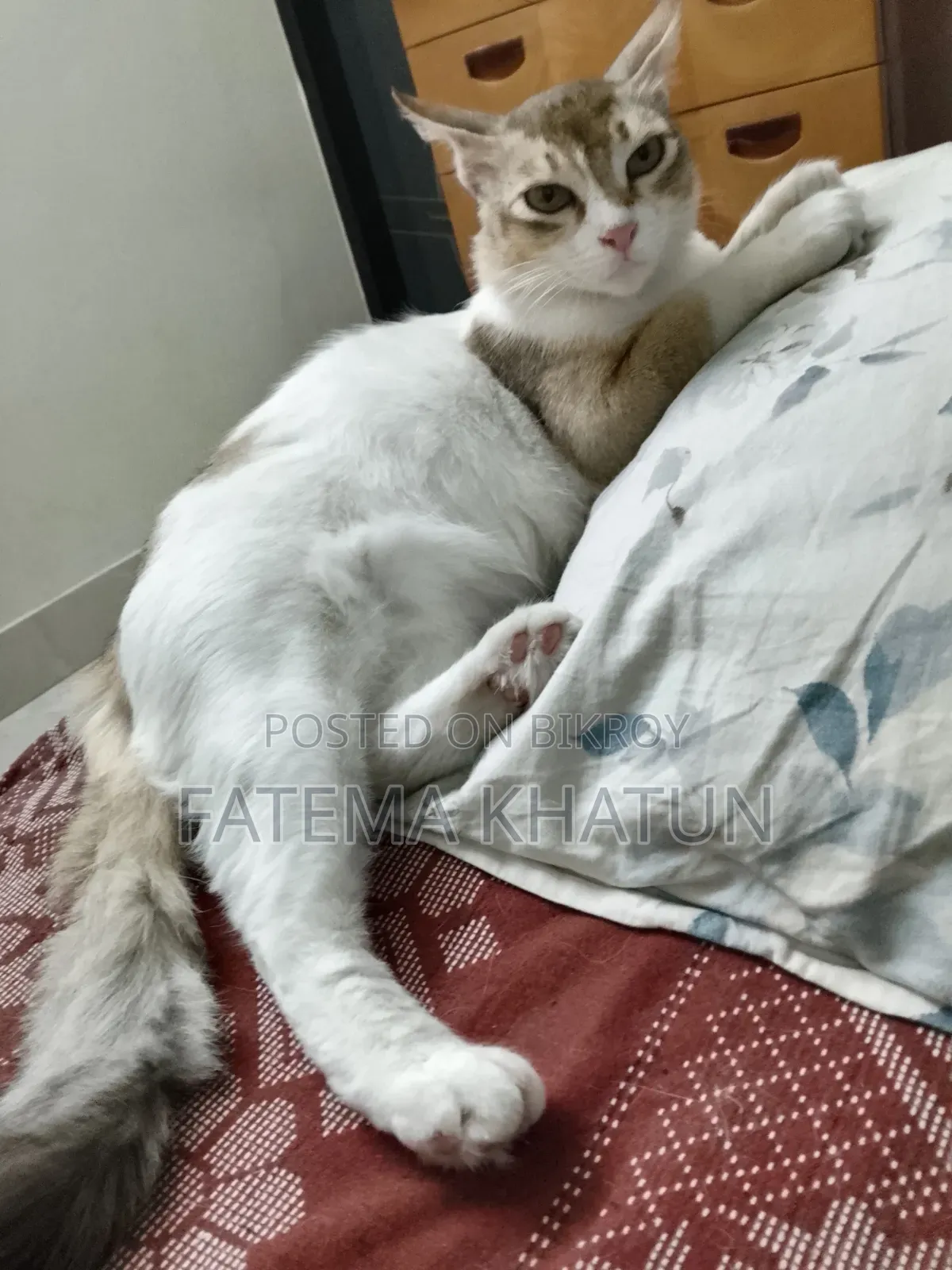 1+ year Female Mixed Breed Cat