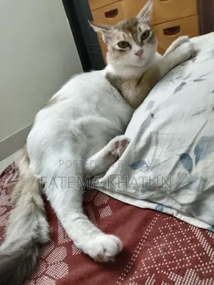 1+ year Female Mixed Breed Cat