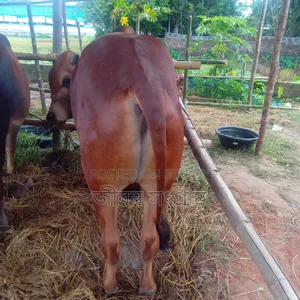 লাল ষাড় বড়