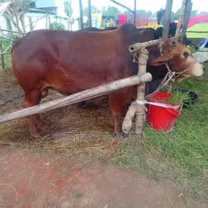 লাল ষাড় বড়